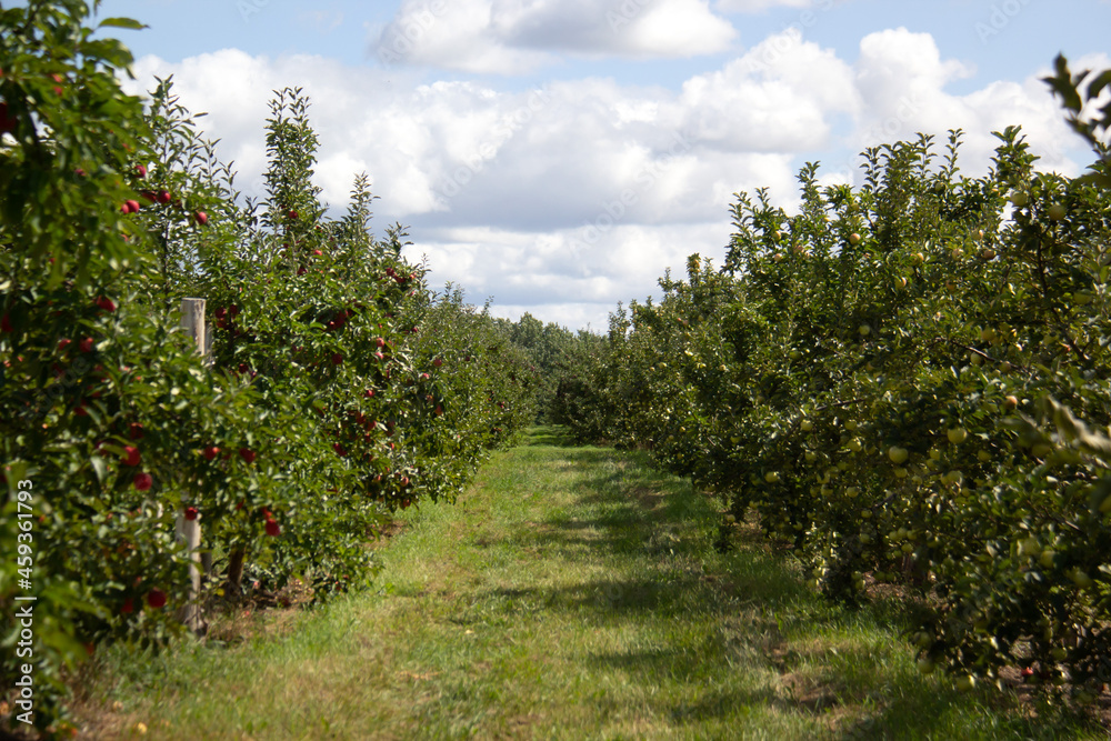 Apple tree in the orchard on a sunny day with clouds