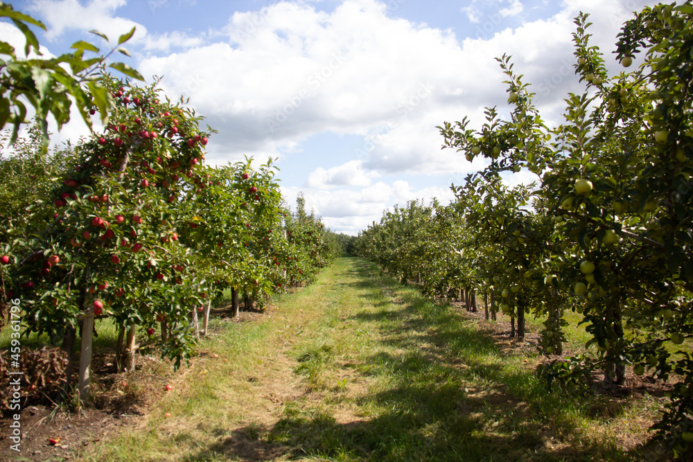 Apple tree in the orchard on a sunny day with clouds