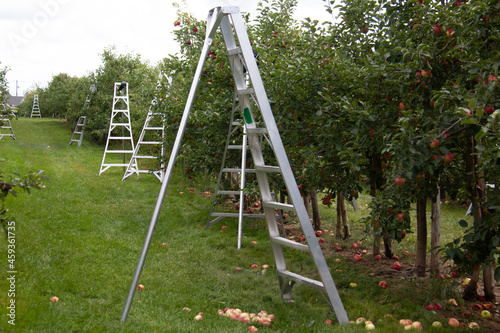 Landscape of an Apple field with ladders