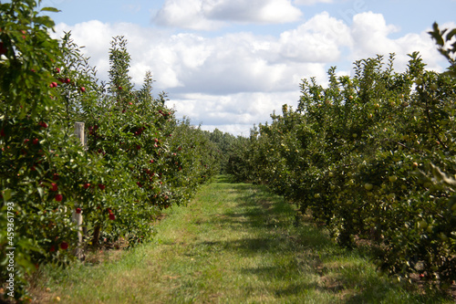 Obraz na płótnie Apple tree in the orchard on a sunny day with clouds w salonie