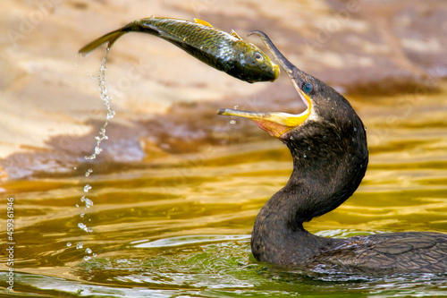 Cormorán pescando en una laguna 