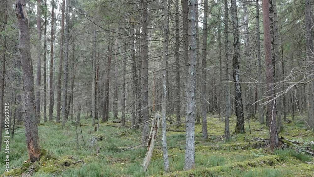 Tall pine trees found in the middle of the forest with the high trunks and leaves in Estonia Tall pine trees found in the middle of the forest with the high trunks and leaves in Estonia