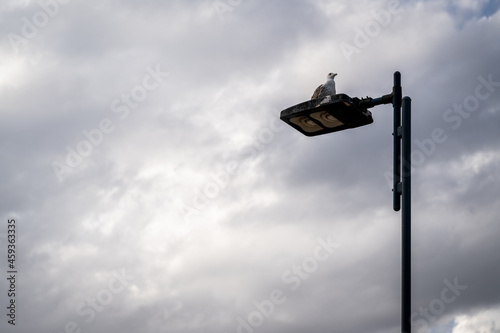 streetlight with seagull and cloud background