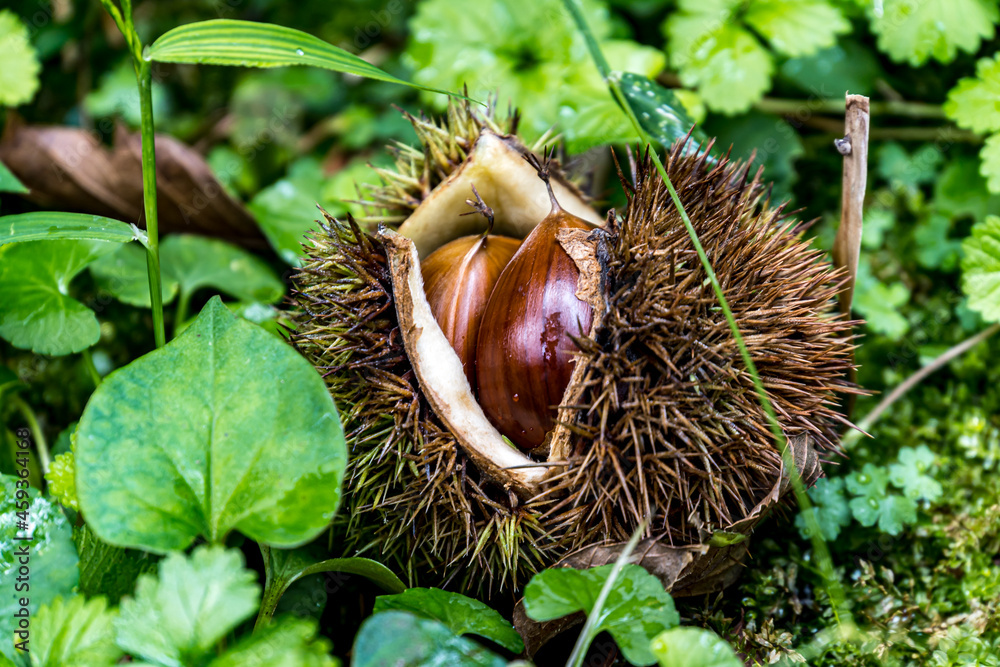 Chestnuts on the ground
