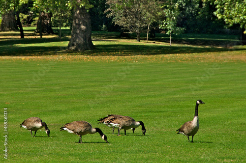 Relaxed greylag geese feed on the Palace lawn. The controversial culling of geese from 2015 to 2019 has stopped. The Killing of Geese by the Palace was NOT received well by the public or the geese 