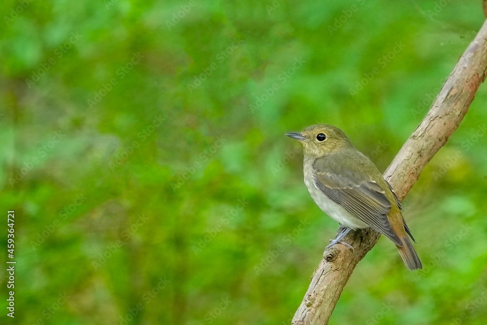 木陰でのんびりくつろぐキビタキ メス 木陰でのんびりくつろぐキビタキ メス