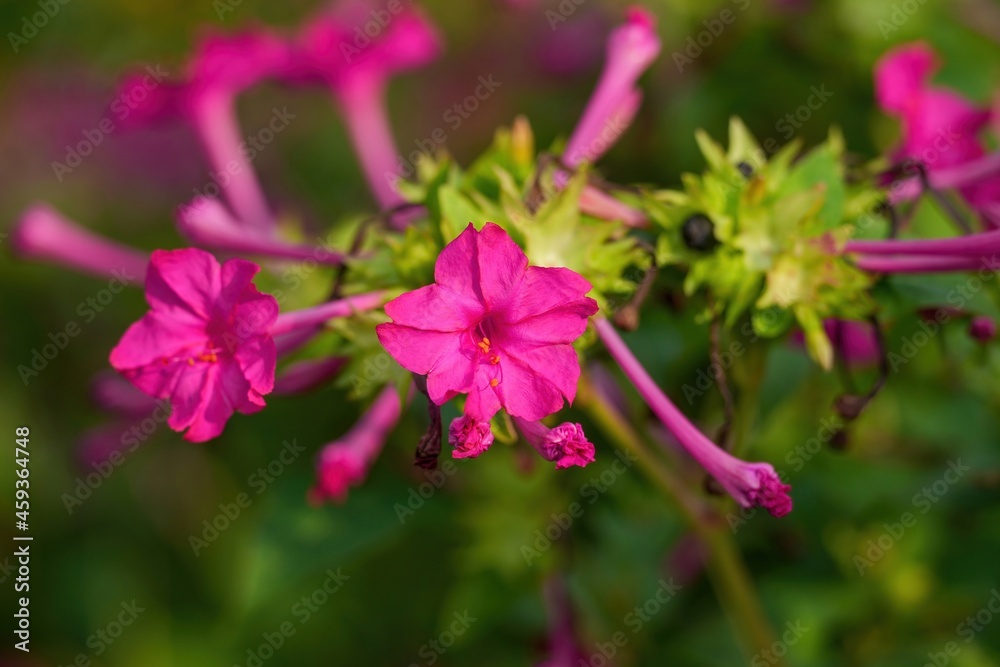 Obraz premium ひっそりと咲く満開のピンクのオシロイバナ