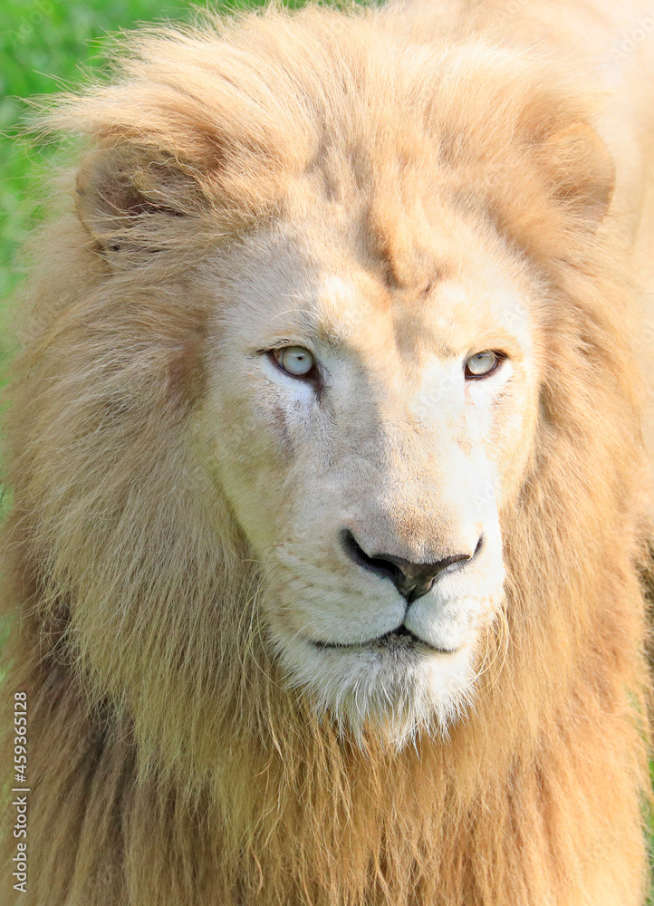 White Lion portrait 