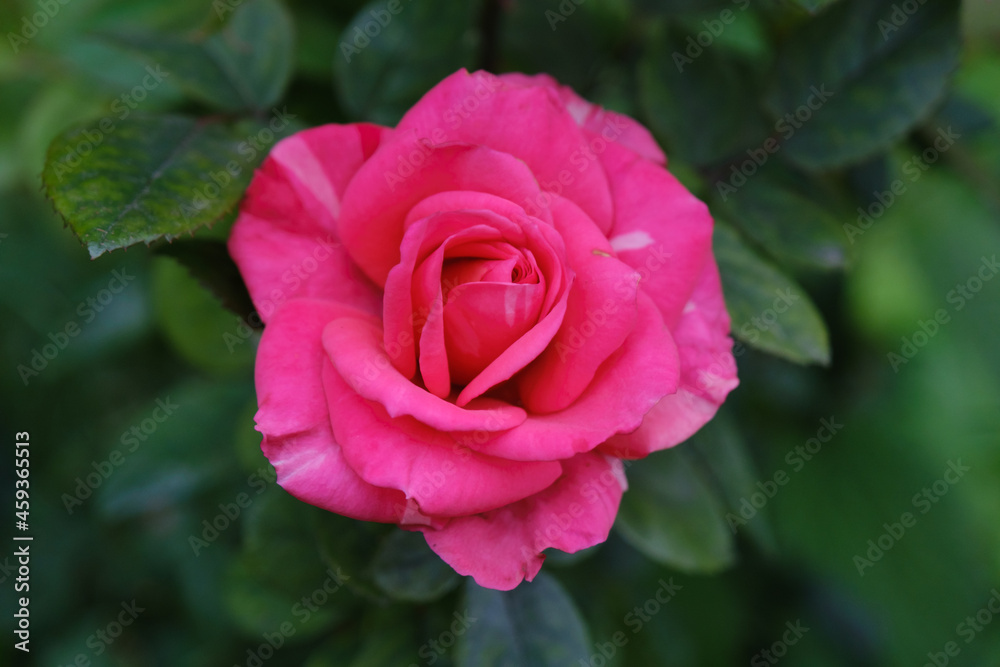 romantic pink rose close-up outdoors in the green summer garden, background romantic pink rose close-up outdoors in the green summer garden, background