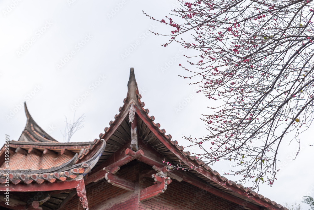 The pink plum blossoms in Buddhist temples are open The pink plum blossoms in Buddhist temples are open