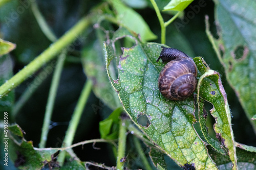 common snail close-up on a green leaf in the spring garden outdoors