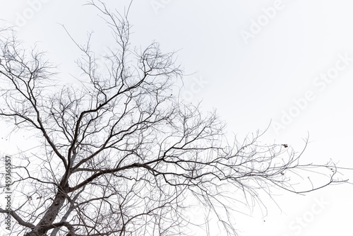 Strange looking dead trees in a pure background © chen