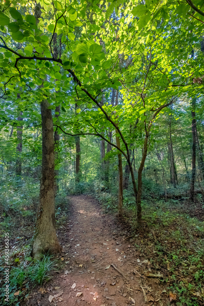 Naklejka premium Evergreen Nature Preserve in Charlotte, North Carolina