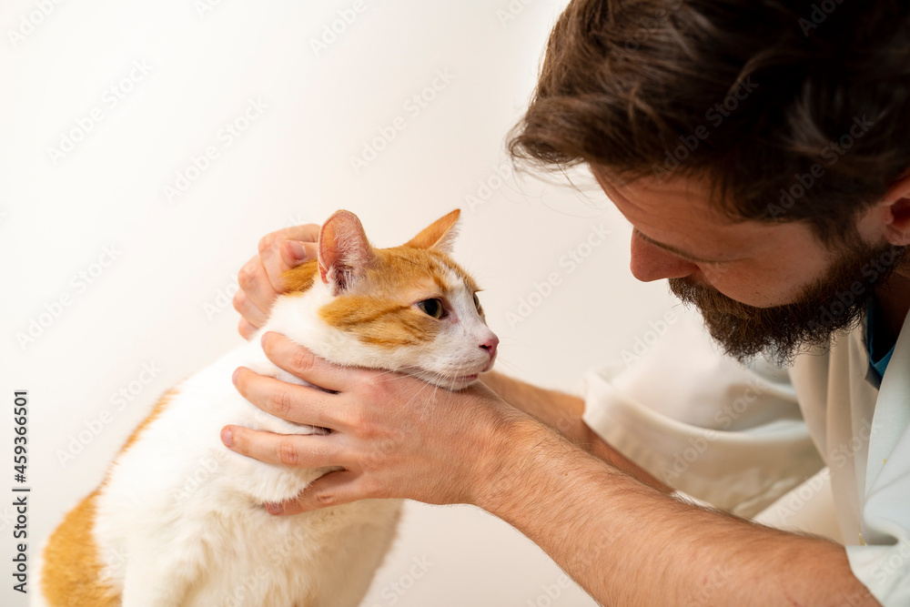 Veterinarian inspecting the cat, bright background, closeup shot