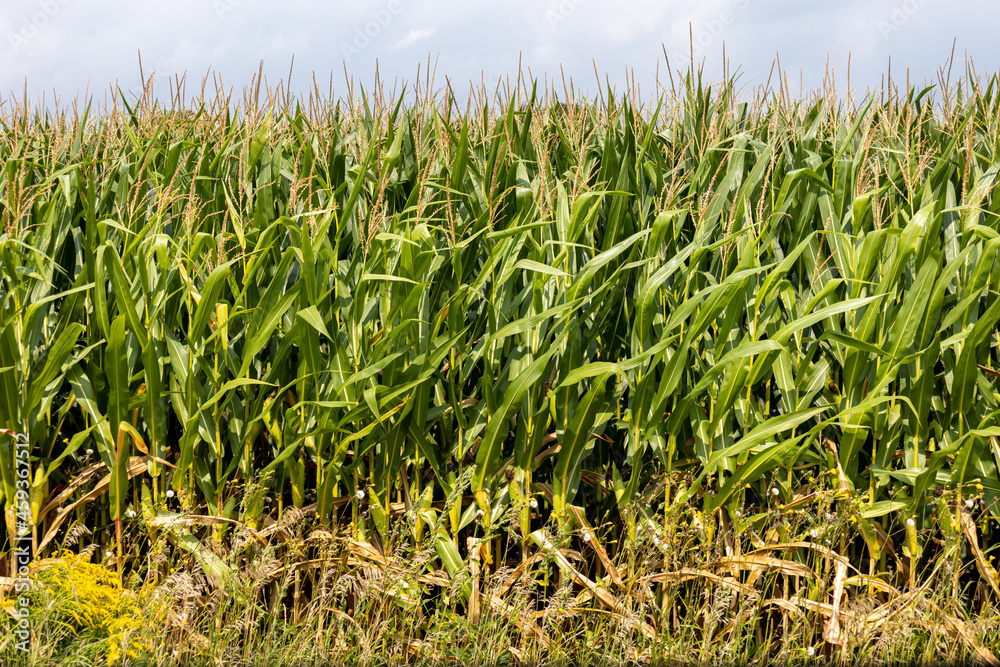 Corn stalks at side of a cornfield Corn stalks at side of a cornfield