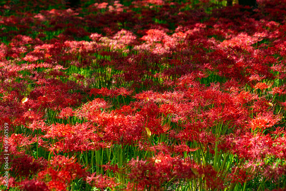 秋、林の中で木漏れ日を浴びながら咲く紅色の彼岸花（群生）　日本　