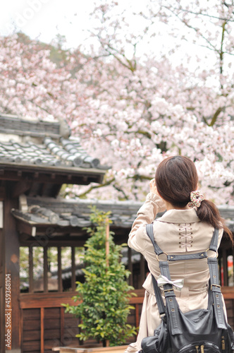 春　日本家屋の満開の桜を写真に撮る女性／後ろ姿 photo