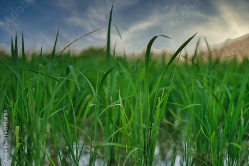 green grass and blue sky.