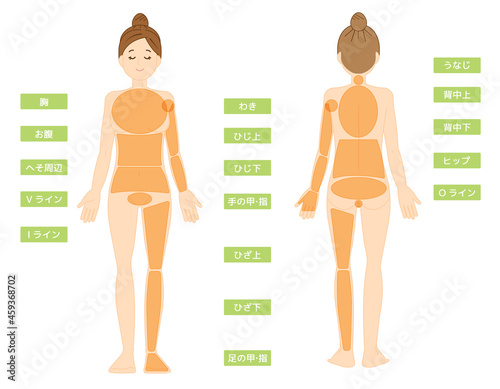 女性の全身イラスト　 美容　脱毛箇所　 ベクターイラスト