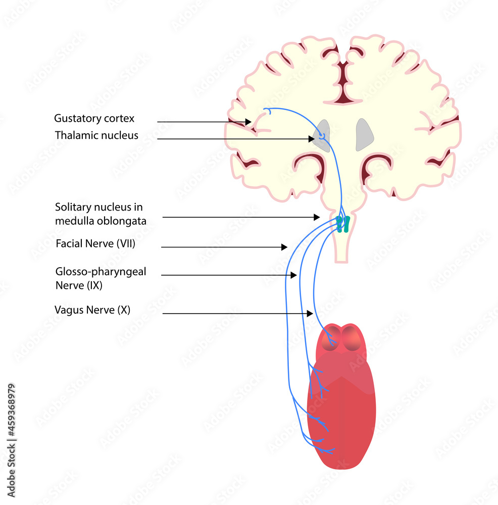 Gustatory Pathway. Anatomy structures of Gustatory Pathway Stock  Illustration | Adobe Stock