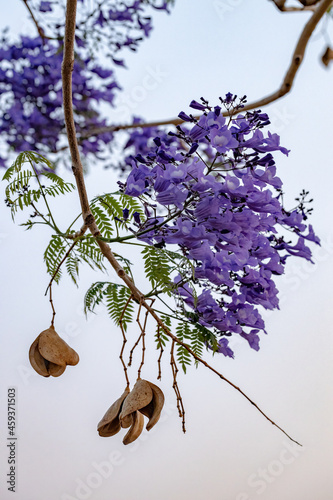 Blue Jacaranda Tree photo