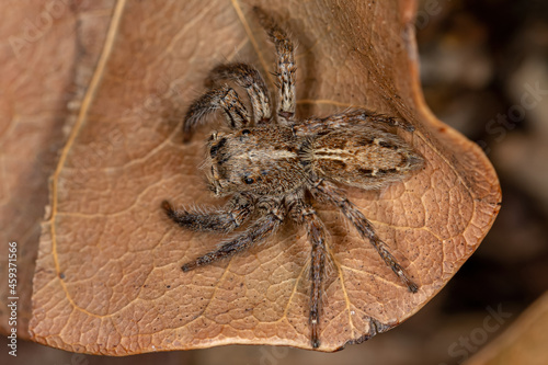 Pantropical Jumping Spider photo