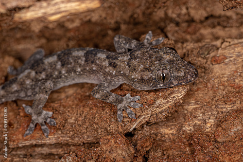 Tropical House Gecko photo