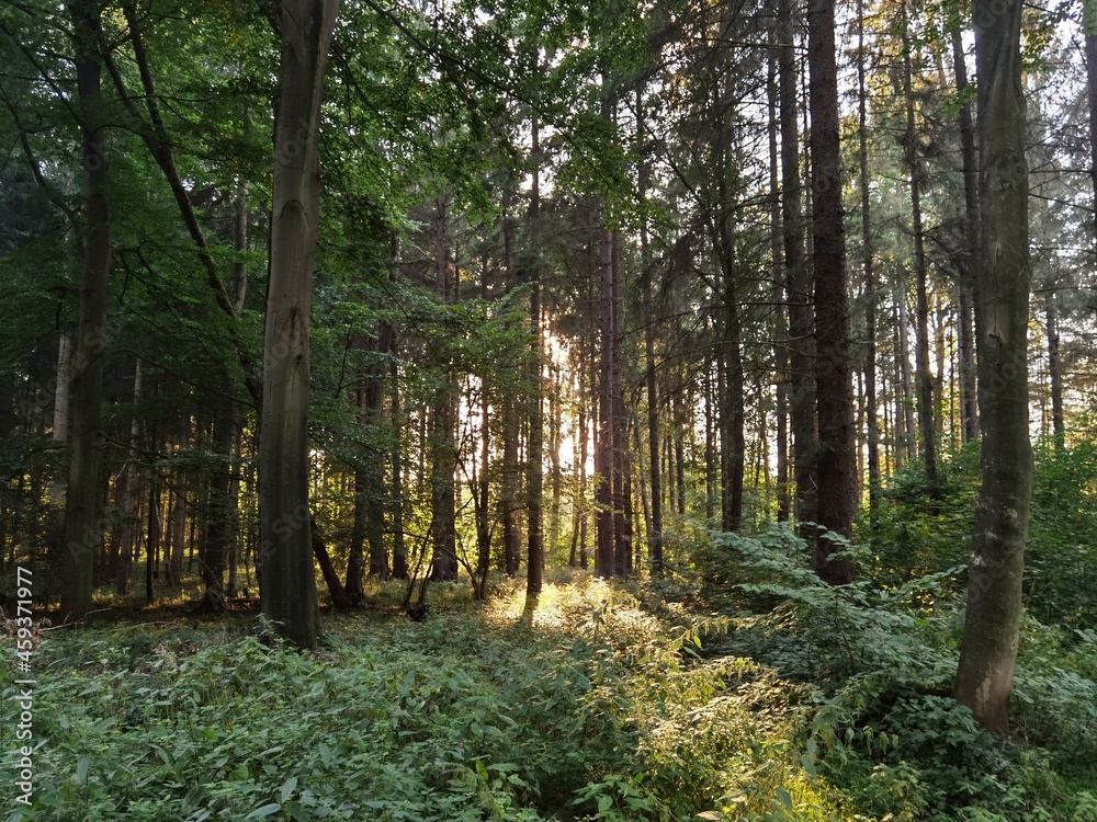 Obraz premium trees in the forest