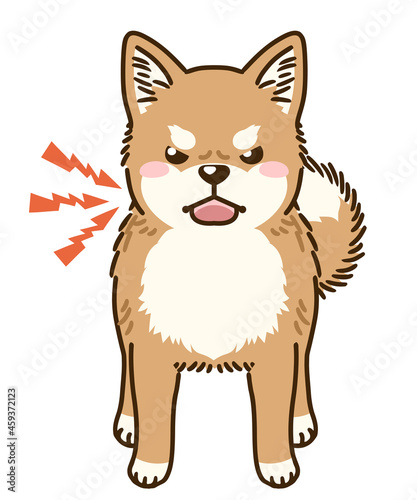 威嚇する柴犬