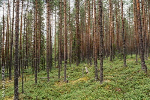 Beautifull   oniferous forest trees. Nature wood backgrounds