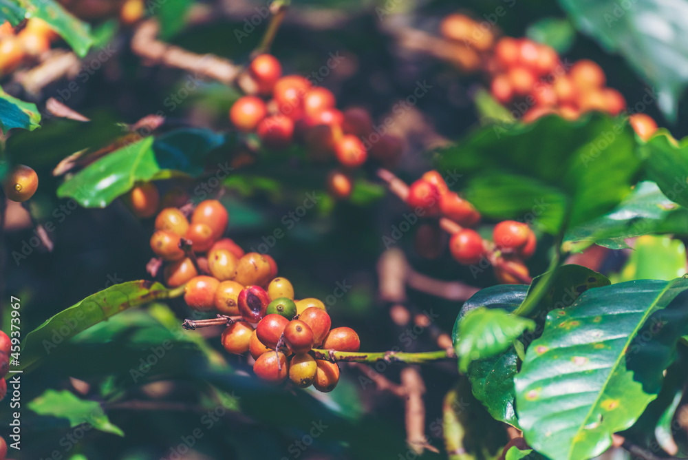 Obraz premium Ripe Red coffee bean berry plant fresh seed coffee tree growth in green eco organic farm. Close up red ripe seed robusta arabica berries harvest for coffee garden. Fresh coffee bean green leaf bush