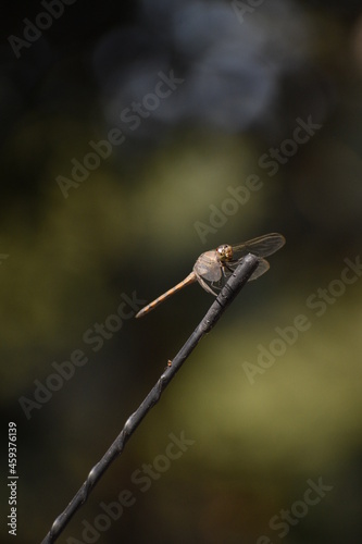 Dragon fly in india cute background blur