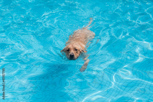 Labrador Retriever swimming in the pool