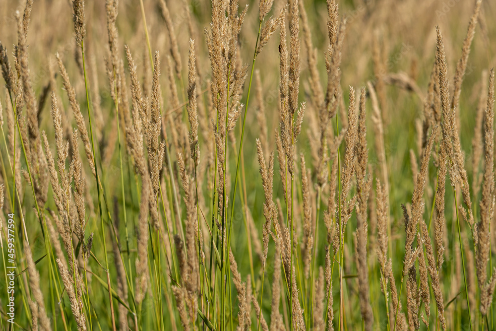 dense brown straws grew on the marshland under the sun dense brown straws grew on the marshland under the sun