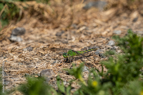 close up of a beautiful green dragonfly resting on the ground covered by brown pine needles on a sunny day