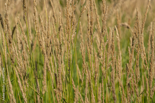 dense brown straws grew on the marshland under the sun
