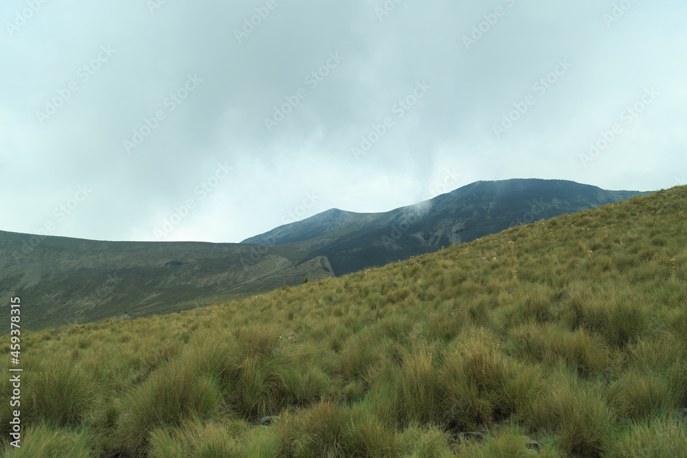 forest, mountain range of volcano nevado de Toluca