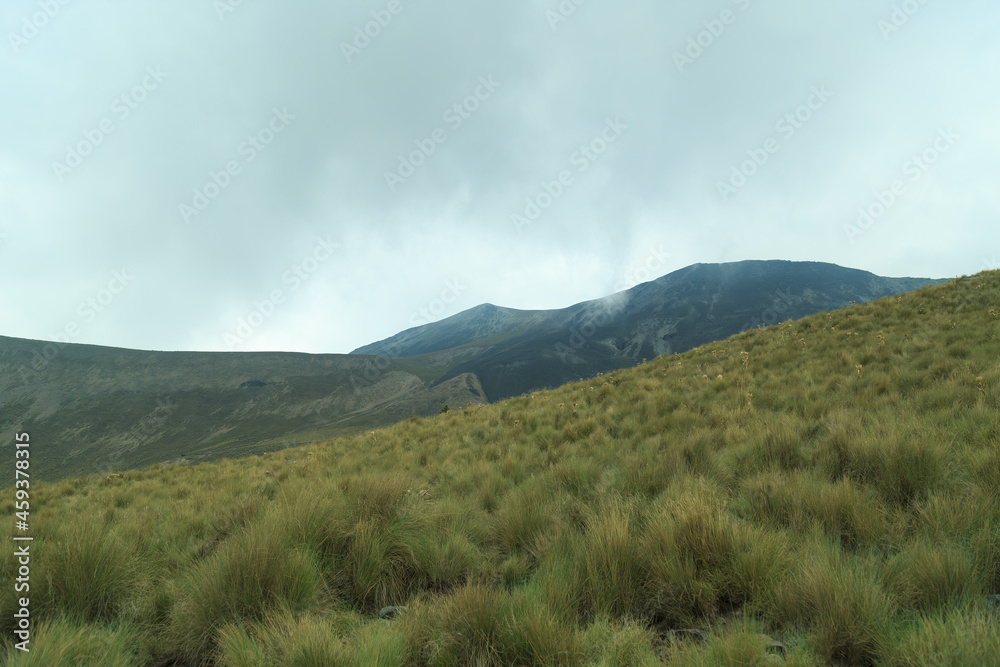 forest, mountain range of volcano nevado de Toluca forest, mountain range of volcano nevado de Toluca