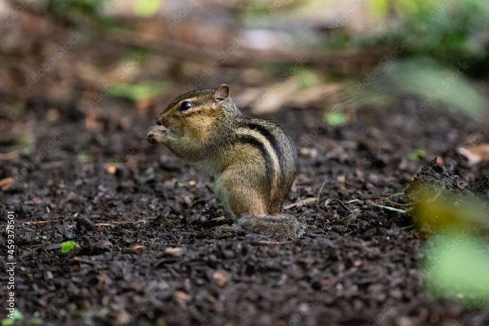 Chipmunk in a city park in Davenport, Iowa Chipmunk in a city park in Davenport, Iowa
