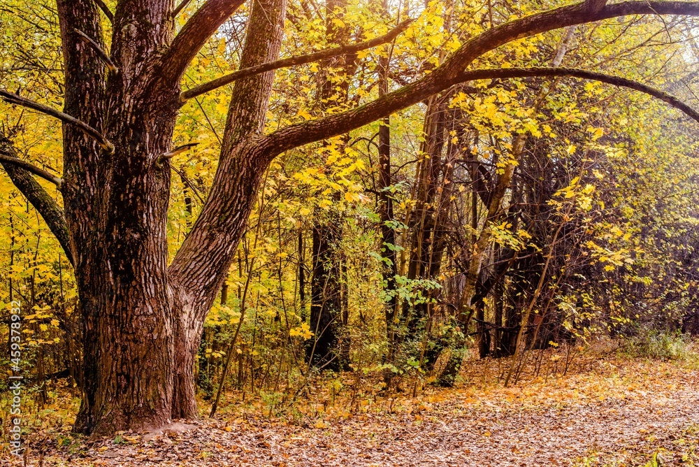 Fototapeta premium Autumn background - view of the city Park in October