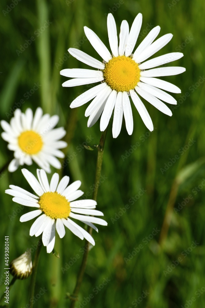Obraz premium daisies in the garden