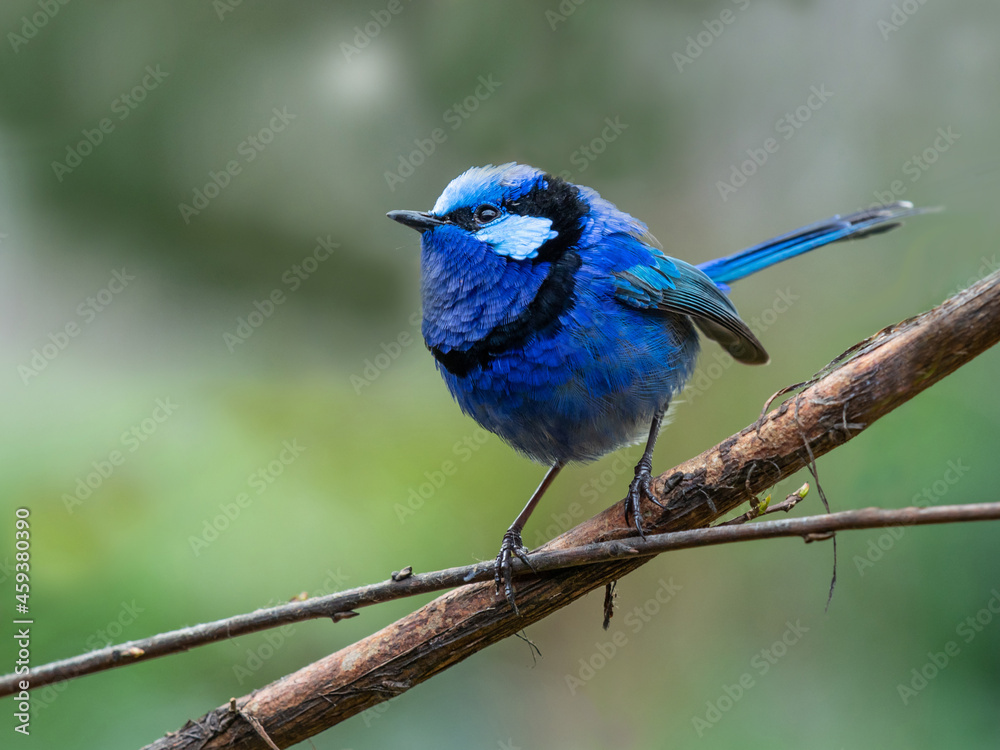 Male Splendid Fairywren in Breeding Plumage Male Splendid Fairywren in Breeding Plumage
