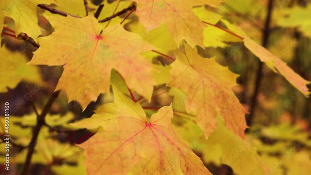 Indian Summer is a background of multicolored Canadian maple leaves waving in the wind. Looped video. Close-up. Indian Summer is a background of multicolored Canadian maple leaves waving in the wind. Looped video. Close-up.