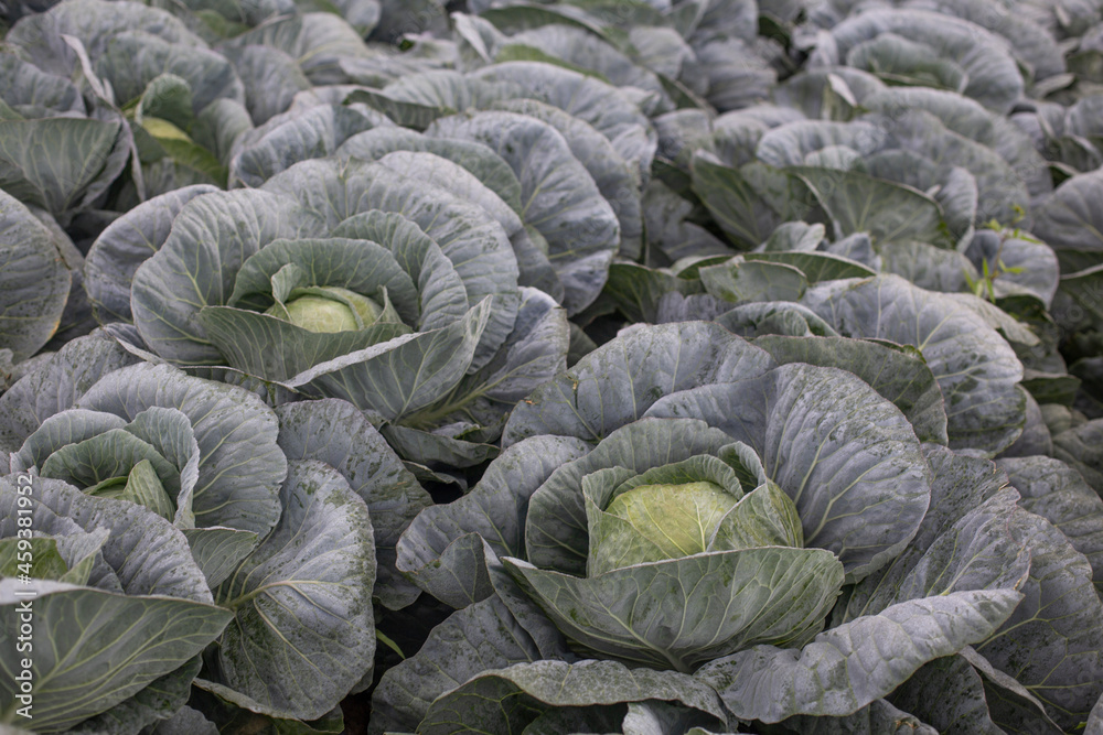 Obraz premium Korean Cabbage at High Altitude Cool Region.
