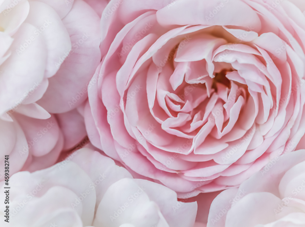 Fototapeta premium Botanical concept, wedding invitation card - Soft focus, abstract floral background, pale pink roses. Macro flowers backdrop for holiday brand design