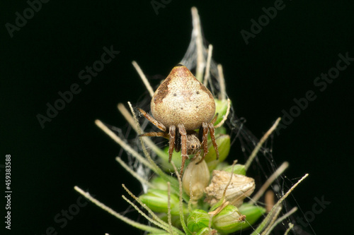 Orb weaver spider, arnea species,Satara, Maharashtra, India photo