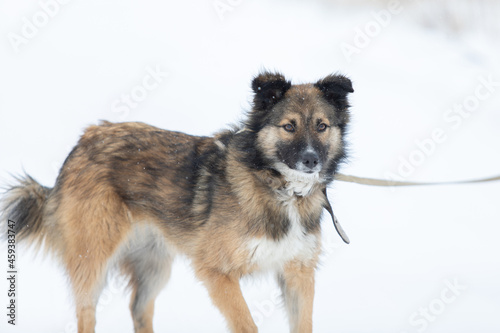 Beautiful furry dog on collar looking away outdoor at winter season on white snow background