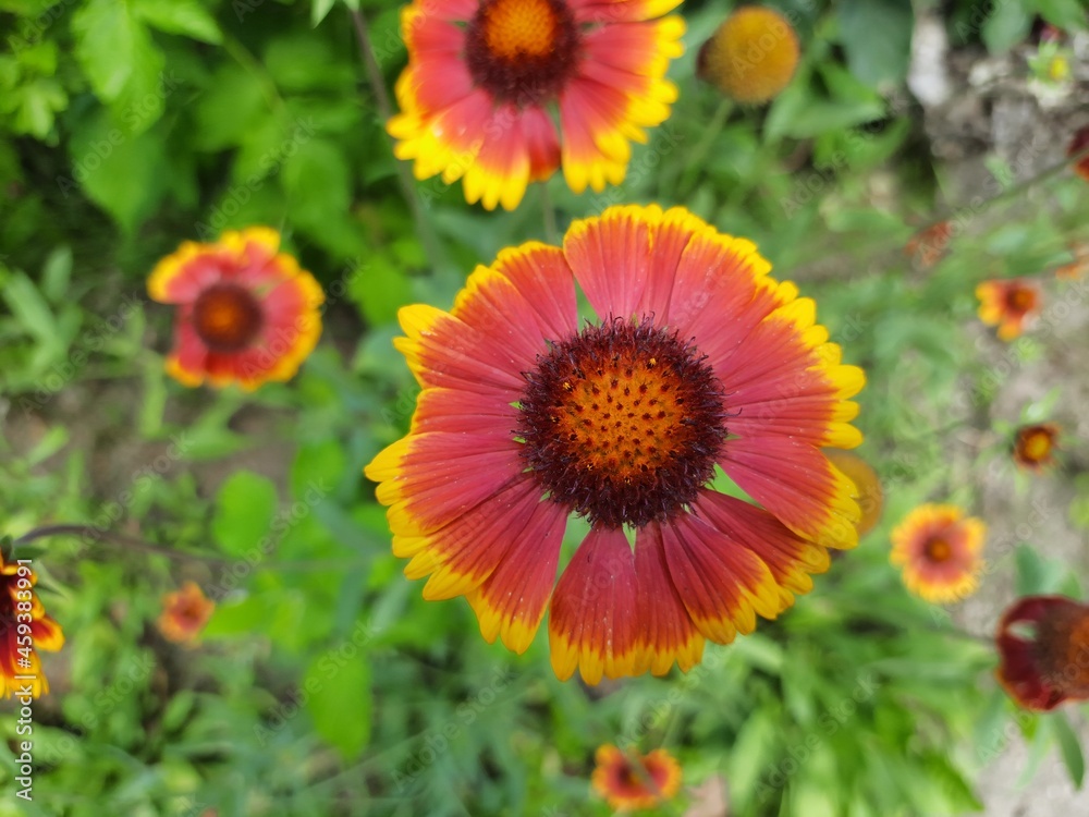 A beautiful summer red flower with red-yellow petals in a green meadow covered with these flowers A beautiful summer red flower with red-yellow petals in a green meadow covered with these flowers