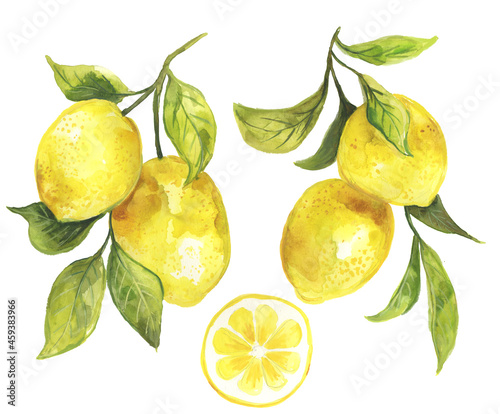 Watercolor painting of lemons hanging on a branch with green leaves. Fresh lemon citrus fruit. Botanical illustration.  Perfect for wall décor, surface design, dinnerware, greeting cards and more! 