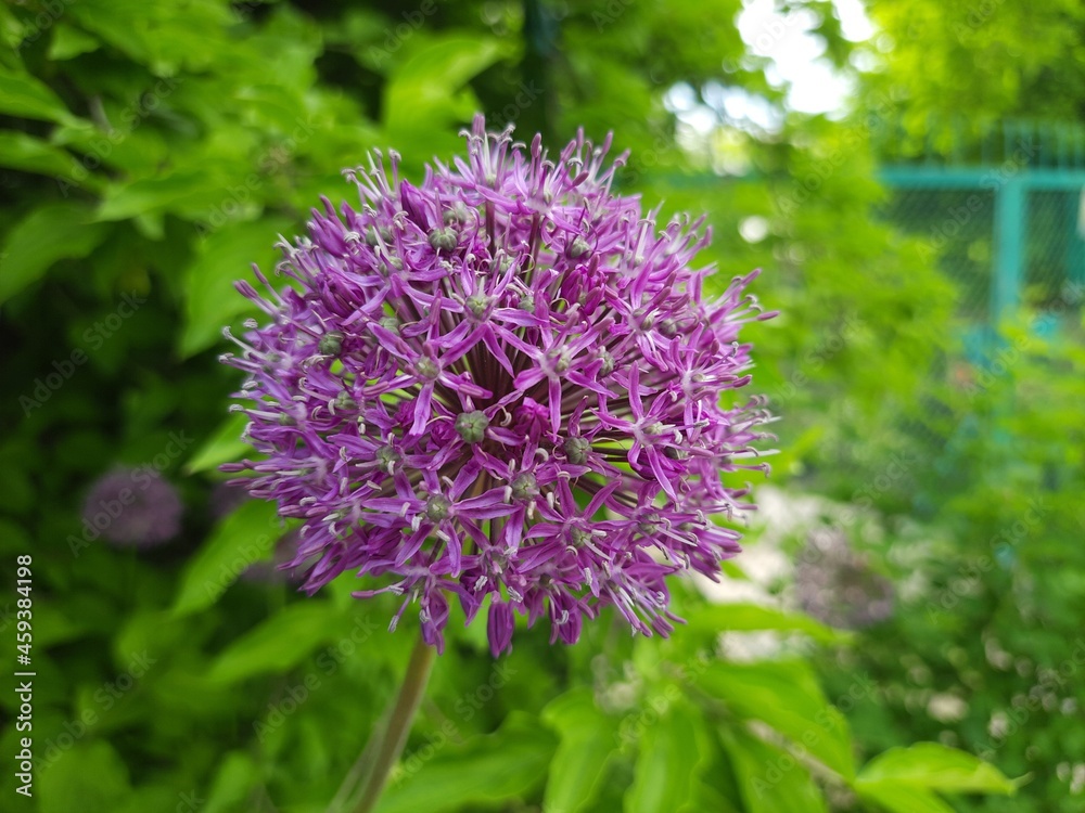 Unusual purple flower. Spring flowering of an unusual flower against a background of fresh greenery Unusual purple flower. Spring flowering of an unusual flower against a background of fresh greenery
